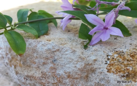 Tulbaghia violacea, society garlic or pink agapanthus