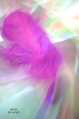 Purple feather | by karafc
